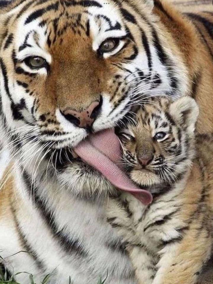 Funny tiger Blank Meme Template