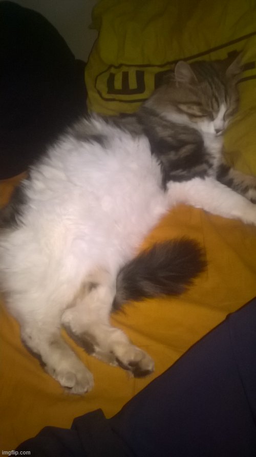 my cat Gizmo :3 | image tagged in gizmo my cat | made w/ Imgflip meme maker