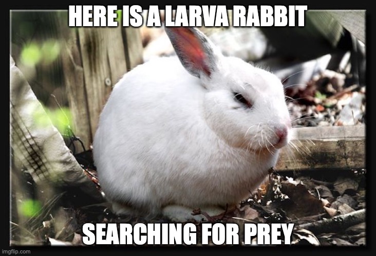 Lepus | HERE IS A LARVA RABBIT; SEARCHING FOR PREY | image tagged in rabbit,memes | made w/ Imgflip meme maker