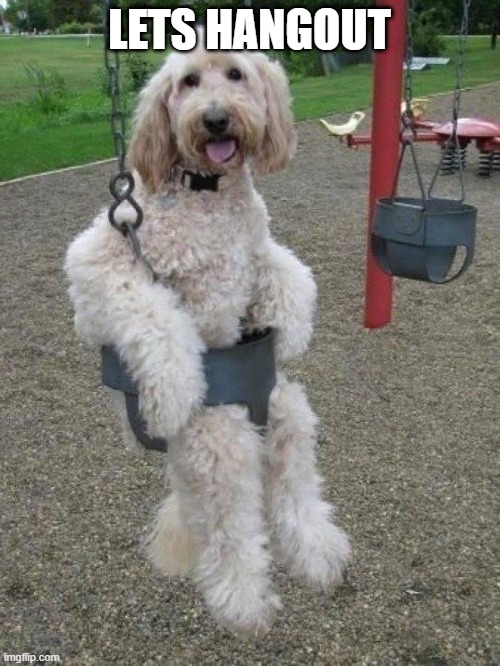 dog swing | LETS HANGOUT | image tagged in dog swing | made w/ Imgflip meme maker