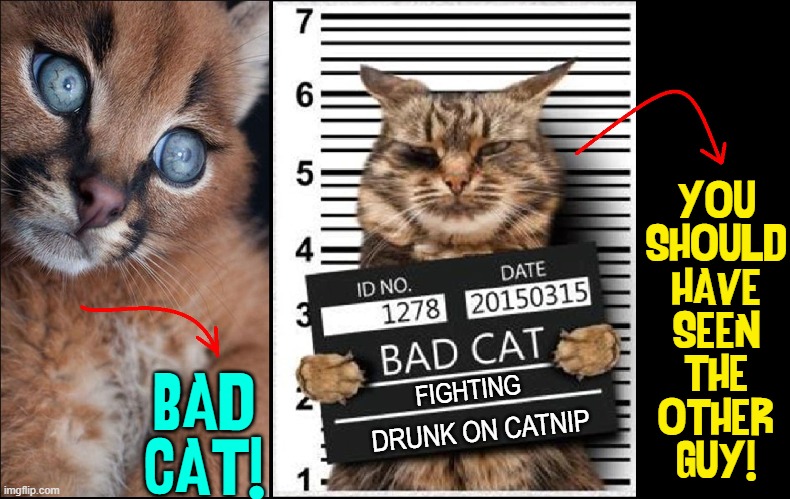 Tails of Woes: Catnip did me in | YOU
SHOULD
HAVE
SEEN
THE
OTHER
GUY! FIGHTING; BAD
CAT! DRUNK ON CATNIP | image tagged in vince vance,cats,fighting,catnip,memes,warrior cats | made w/ Imgflip meme maker