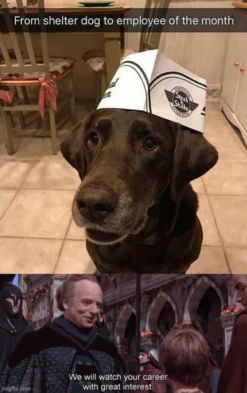 Such an amazing dog | image tagged in we will watch your career with great interest,dogs,memes,shelter,dog,employee of the month | made w/ Imgflip meme maker