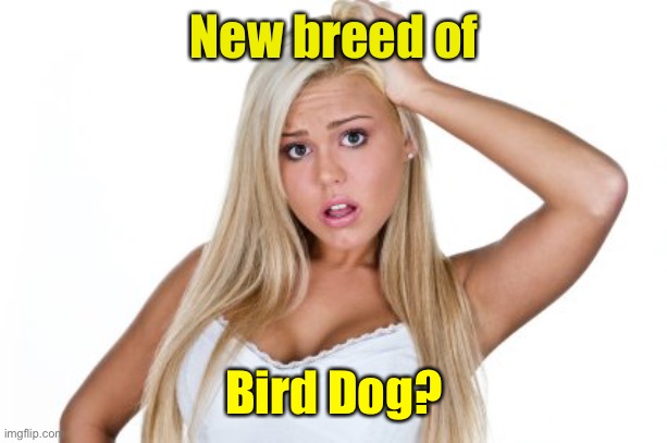 Dumb Blonde | New breed of Bird Dog? | image tagged in dumb blonde | made w/ Imgflip meme maker