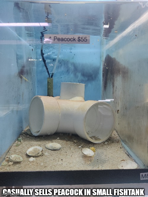 CASUALLY SELLS PEACOCK IN SMALL FISHTANK | made w/ Imgflip meme maker