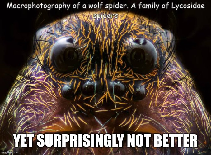 Nightmare fodder | YET SURPRISINGLY NOT BETTER | image tagged in memes,wolf spider | made w/ Imgflip meme maker