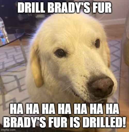 Drilling Brady's fur! | DRILL BRADY'S FUR; HA HA HA HA HA HA HA BRADY'S FUR IS DRILLED! | image tagged in dogs,puppies,scream | made w/ Imgflip meme maker