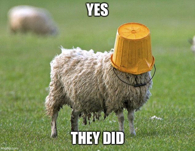 stupid sheep | YES THEY DID | image tagged in stupid sheep | made w/ Imgflip meme maker