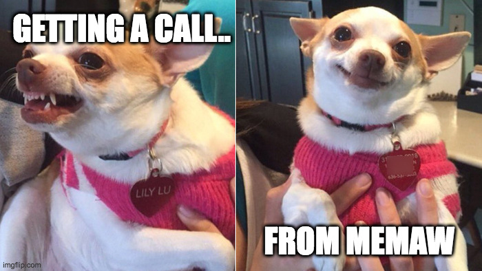 call from memaw | GETTING A CALL.. FROM MEMAW | image tagged in angry calm chihuahua | made w/ Imgflip meme maker