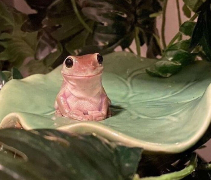 High Quality Happy frog waiting Blank Meme Template