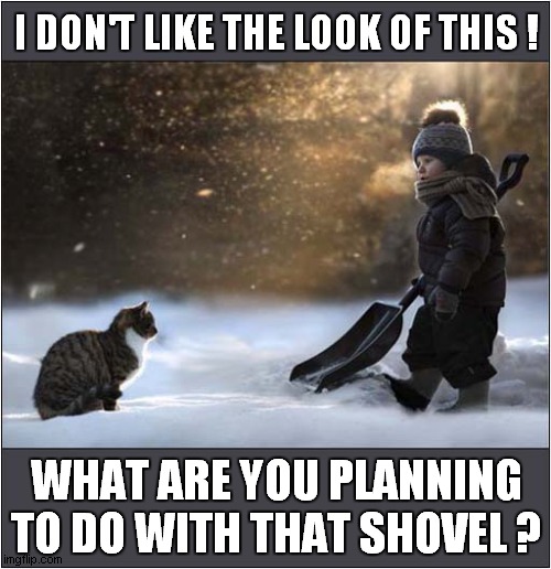 Suspicious Cat Vs Shovel | I DON'T LIKE THE LOOK OF THIS ! WHAT ARE YOU PLANNING TO DO WITH THAT SHOVEL ? | image tagged in cats,suspicious cat,shovel,snow | made w/ Imgflip meme maker