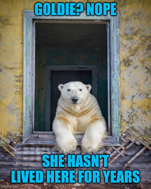 Colloquium in ursa | GOLDIE? NOPE; SHE HASN'T LIVED HERE FOR YEARS | image tagged in memes,chatty bear | made w/ Imgflip meme maker