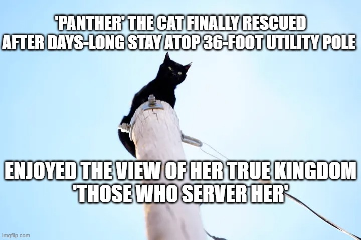 Panther the cat | 'PANTHER' THE CAT FINALLY RESCUED AFTER DAYS-LONG STAY ATOP 36-FOOT UTILITY POLE; ENJOYED THE VIEW OF HER TRUE KINGDOM
'THOSE WHO SERVER HER' | image tagged in cats,funny cats,kingdom | made w/ Imgflip meme maker