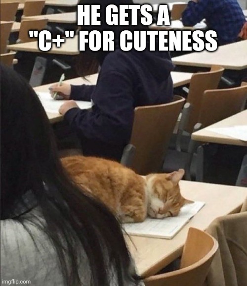I MEAN HE'S NOT FAILING... |  HE GETS A "C+" FOR CUTENESS | image tagged in cats,funny cats,school | made w/ Imgflip meme maker