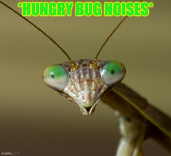 Praying Mantis Head | *HUNGRY BUG NOISES* | image tagged in praying mantis head | made w/ Imgflip meme maker
