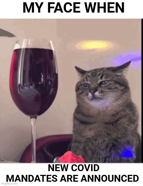 MY FACE WHEN; NEW COVID MANDATES ARE ANNOUNCED | image tagged in covid,cat,cats | made w/ Imgflip meme maker