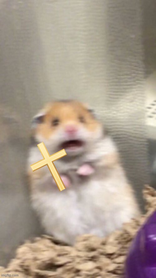 Surprised hamster | image tagged in surprised hamster | made w/ Imgflip meme maker