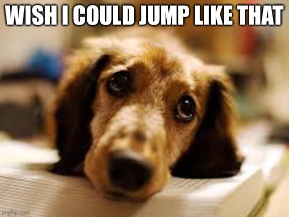 cute dog | WISH I COULD JUMP LIKE THAT | image tagged in cute dog | made w/ Imgflip meme maker