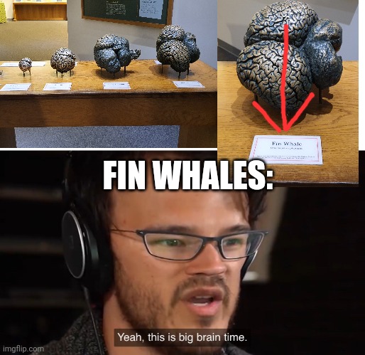 Yeah, this is big brain time | FIN WHALES: | image tagged in yeah this is big brain time | made w/ Imgflip meme maker