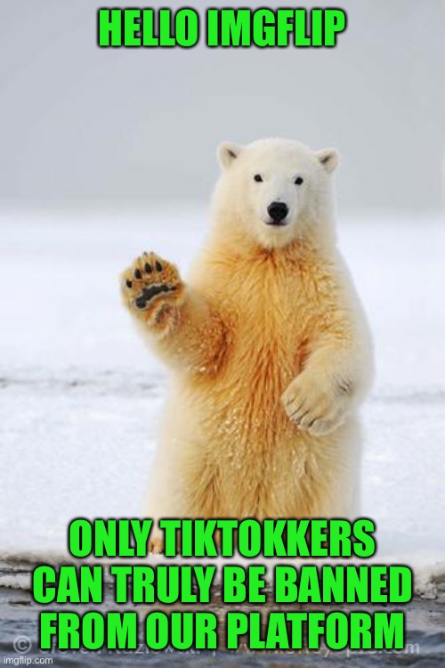 hello polar bear | HELLO IMGFLIP; ONLY TIKTOKKERS CAN TRULY BE BANNED FROM OUR PLATFORM | image tagged in hello polar bear,welcome to the internets,oh wow are you actually reading these tags,imgflip unite | made w/ Imgflip meme maker