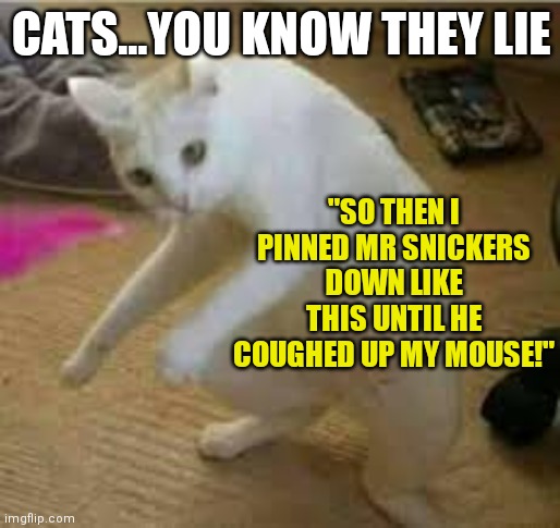 Do cats lie? I vote yes... | CATS...YOU KNOW THEY LIE; "SO THEN I PINNED MR SNICKERS DOWN LIKE THIS UNTIL HE COUGHED UP MY MOUSE!" | image tagged in cats,lies | made w/ Imgflip meme maker