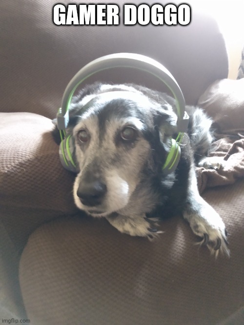 My personal doggo | GAMER DOGGO | image tagged in dog,gamer dog | made w/ Imgflip meme maker