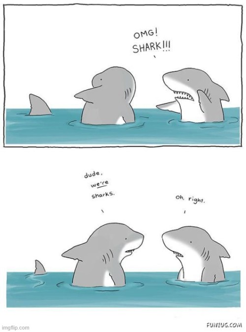 What it's like being a shark | image tagged in comics/cartoons,sharks | made w/ Imgflip meme maker