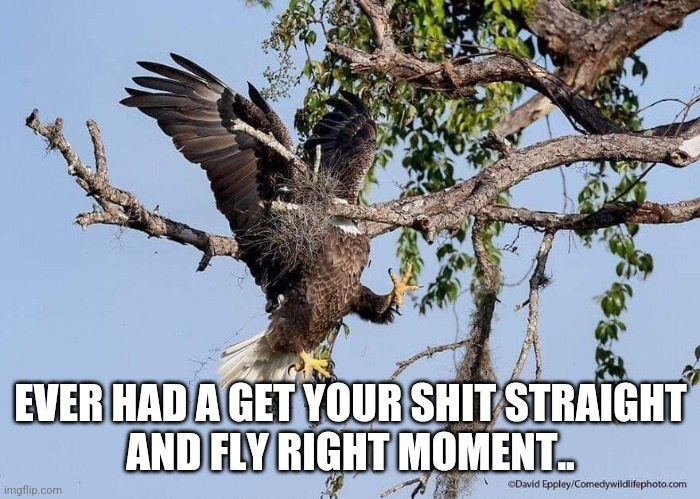 Fly right | EVER HAD A GET YOUR SHIT STRAIGHT
AND FLY RIGHT MOMENT.. | image tagged in memes | made w/ Imgflip meme maker