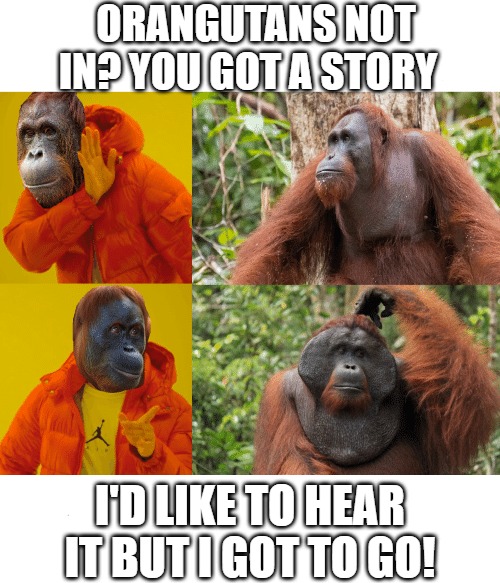 no time!! | ORANGUTANS NOT IN? YOU GOT A STORY; I'D LIKE TO HEAR IT BUT I GOT TO GO! | image tagged in baboon | made w/ Imgflip meme maker