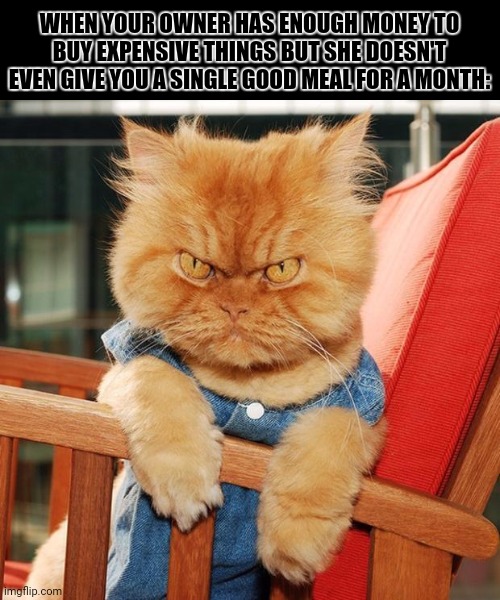 Garfi The Angry Cat | WHEN YOUR OWNER HAS ENOUGH MONEY TO BUY EXPENSIVE THINGS BUT SHE DOESN'T EVEN GIVE YOU A SINGLE GOOD MEAL FOR A MONTH: | image tagged in memes,angry,cat | made w/ Imgflip meme maker