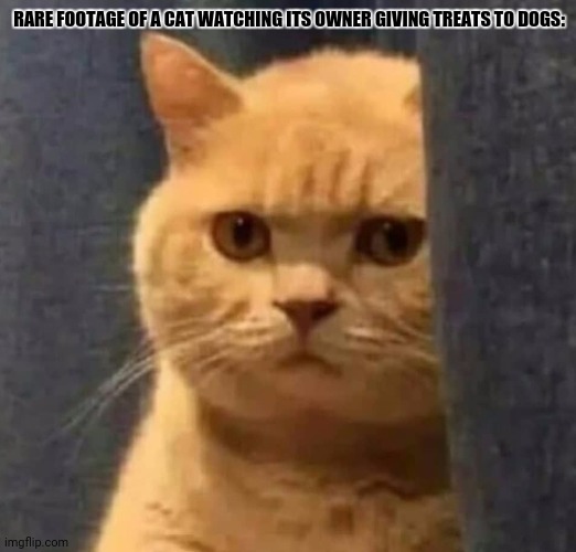 de kuales gato | RARE FOOTAGE OF A CAT WATCHING ITS OWNER GIVING TREATS TO DOGS: | image tagged in memes,sad,kitten | made w/ Imgflip meme maker