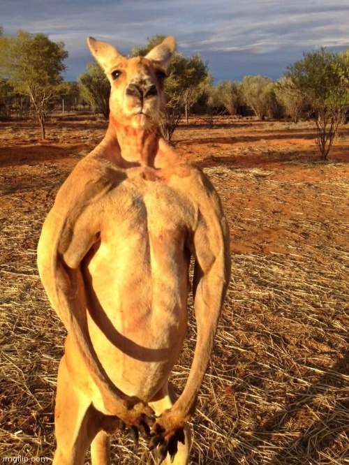 Buff Kangaroo | image tagged in buff kangaroo | made w/ Imgflip meme maker