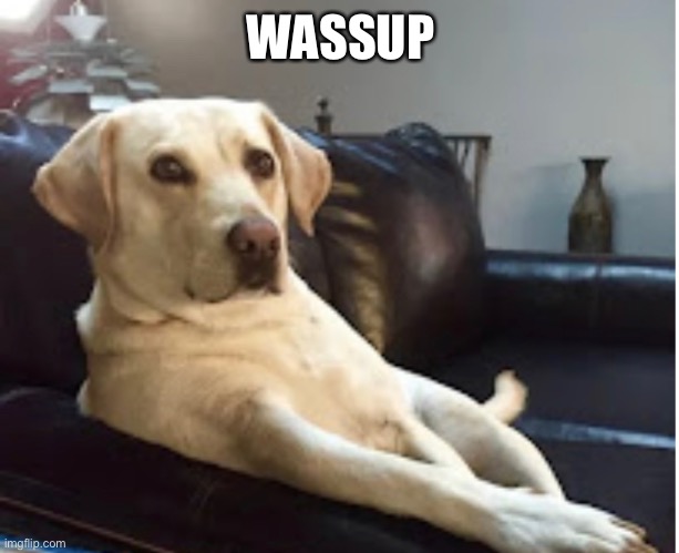 WASSUP | image tagged in funny,dogs | made w/ Imgflip meme maker