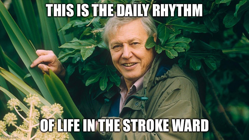 David Attenborough A life on Earth | THIS IS THE DAILY RHYTHM OF LIFE IN THE STROKE WARD | image tagged in david attenborough a life on earth | made w/ Imgflip meme maker