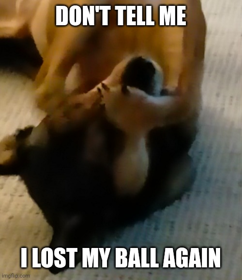 Don't tell me | DON'T TELL ME; I LOST MY BALL AGAIN | image tagged in don't tell me | made w/ Imgflip meme maker