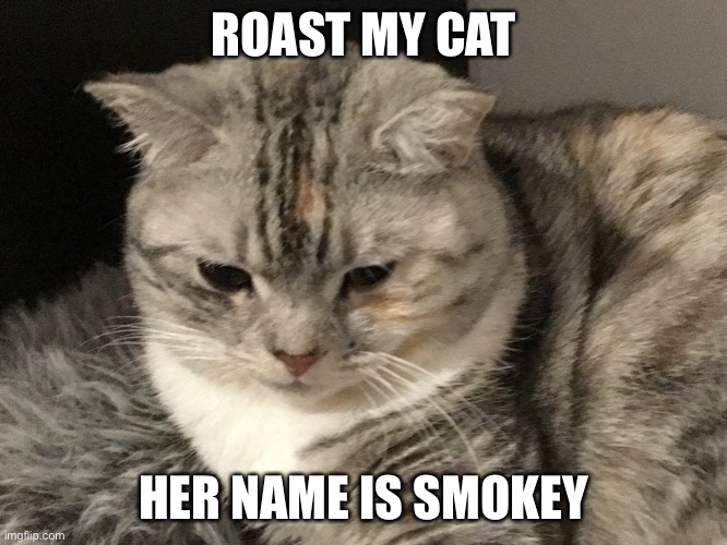 Hi | ROAST MY CAT; HER NAME IS SMOKEY | image tagged in cat,this is my life,soft,cute cat,meow | made w/ Imgflip meme maker
