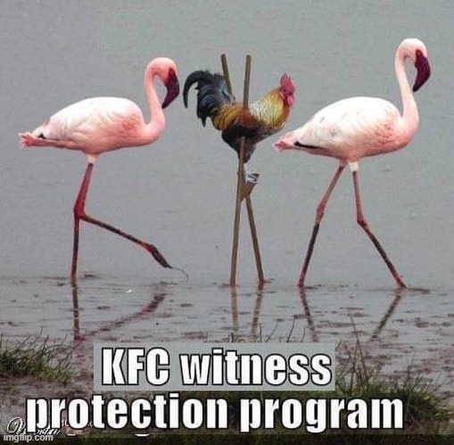 Protection Program | image tagged in kfc colonel sanders | made w/ Imgflip meme maker