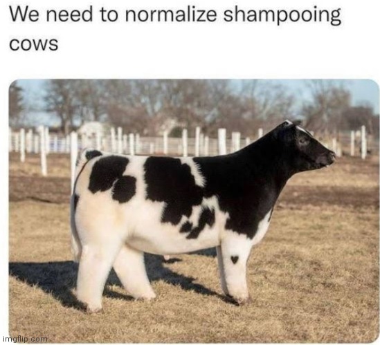 image tagged in shampoo,cows | made w/ Imgflip meme maker