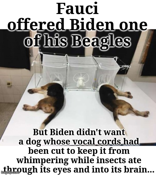 Fauci offered Biden one of his Beagles | Fauci offered Biden one of his Beagles; But Biden didn't want a dog whose vocal cords had been cut to keep it from whimpering while insects ate through its eyes and into its brain... | image tagged in beagle,voices,silence,insects,eating,brain | made w/ Imgflip meme maker