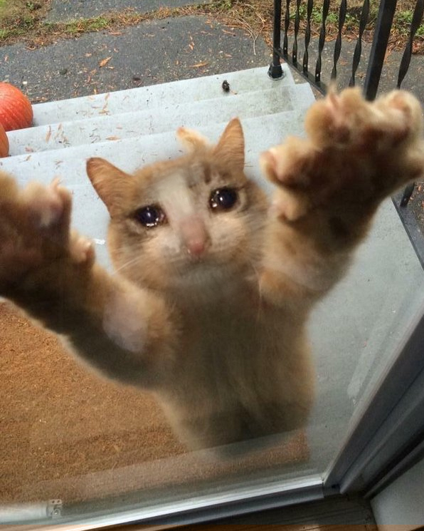 High Quality Crying sad cat trying to get into house Blank Meme Template