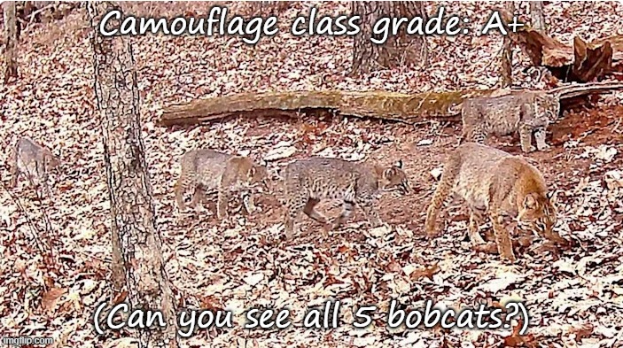 Camouflage | Camouflage class grade: A+; (Can you see all 5 bobcats?) | image tagged in animals | made w/ Imgflip meme maker