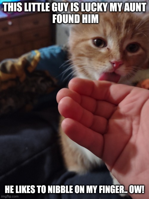 He's cute | THIS LITTLE GUY IS LUCKY MY AUNT
 FOUND HIM; HE LIKES TO NIBBLE ON MY FINGER.. OW! | image tagged in not a meme | made w/ Imgflip meme maker