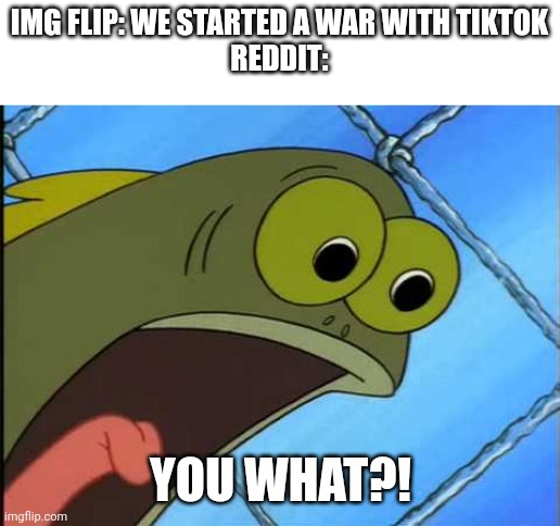 You what?! | IMG FLIP: WE STARTED A WAR WITH TIKTOK
REDDIT:; YOU WHAT?! | image tagged in you what | made w/ Imgflip meme maker