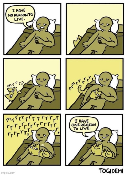 GUYS I CAN FINALLY ACTUALLY POST SOMETHING BESIDES DARK HUMOR!!! | image tagged in memes,lol,funny,comics,suicide,cats | made w/ Imgflip meme maker