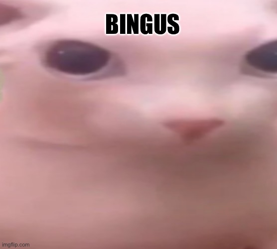 BINGUS Is Kingus of all cats | BINGUS | image tagged in cat,pink | made w/ Imgflip meme maker