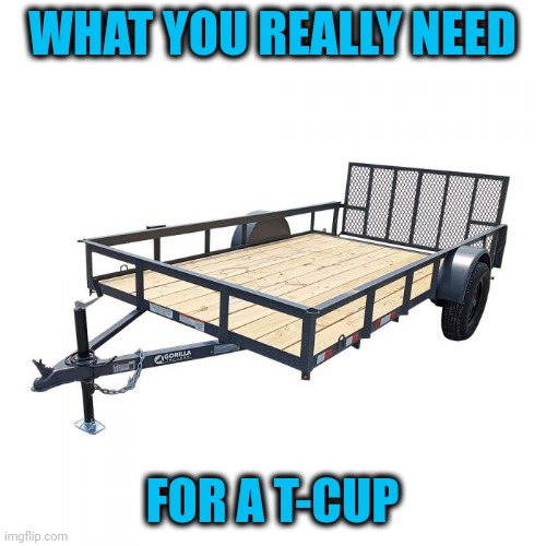 WHAT YOU REALLY NEED FOR A T-CUP | made w/ Imgflip meme maker