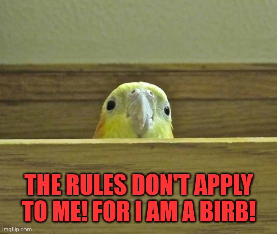 The rules only apply to underage users! | THE RULES DON'T APPLY TO ME! FOR I AM A BIRB! | image tagged in the birb,sus,anti anime,assholes | made w/ Imgflip meme maker