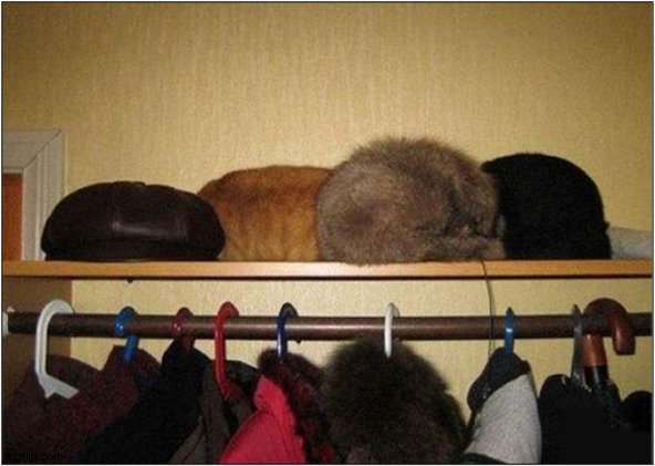 Spot The Cat ! | image tagged in cats,hidden,hiding | made w/ Imgflip meme maker