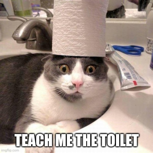 Cat with toilet paper | TEACH ME THE TOILET | image tagged in cat with toilet paper | made w/ Imgflip meme maker