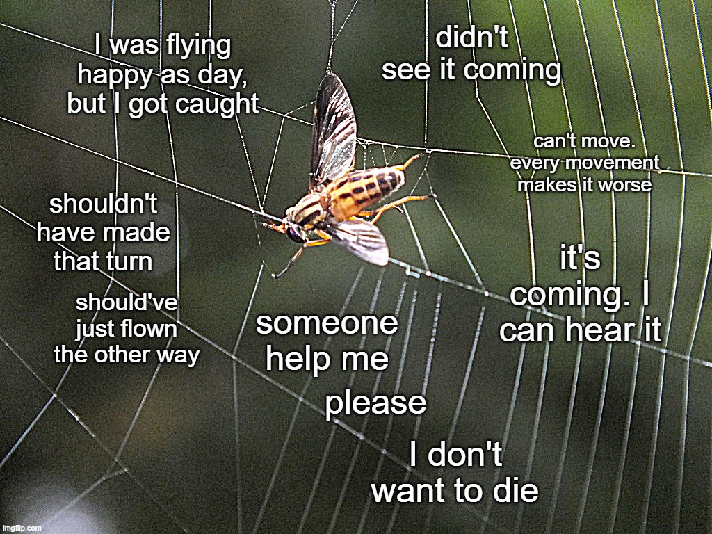 fly in web | didn't see it coming; I was flying happy as day, but I got caught; can't move. every movement makes it worse; shouldn't have made that turn; it's coming. I can hear it; should've just flown the other way; someone help me; please; I don't want to die | image tagged in fly in web | made w/ Imgflip meme maker