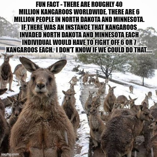 Kangaroo battle | FUN FACT - THERE ARE ROUGHLY 40 MILLION KANGAROOS WORLDWIDE. THERE ARE 6 MILLION PEOPLE IN NORTH DAKOTA AND MINNESOTA. IF THERE WAS AN INSTANCE THAT KANGAROOS INVADED NORTH DAKOTA AND MINNESOTA EACH INDIVIDUAL WOULD HAVE TO FIGHT OFF 6 OR 7 KANGAROOS EACH.  I DON'T KNOW IF WE COULD DO THAT..... | image tagged in cold kangaroo | made w/ Imgflip meme maker